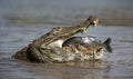 Yacare caiman eating piranha in a river