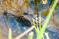 Yacare caiman Royalty Free Stock Photo