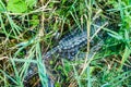 Yacare caiman Royalty Free Stock Photo