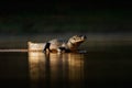 Yacare Caiman, gold crocodile in the dark water surface with evening sun, nature river habitat, Pantanal, Brazil Royalty Free Stock Photo