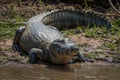 Yacare caiman on grassy beach eyeing camera Royalty Free Stock Photo