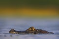 Yacare Caiman, hidden portrait of crocodile in the blue water surface with evening sun, Pantanal, Brazil