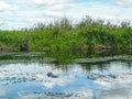 Yacare caiman in lake in Esteros del Ibera, Argentina