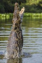 Yacare caiman leaping out of water Royalty Free Stock Photo