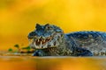 Yacare Caiman, Pantanal, Brazil. Detail portrait of danger reptile. Crocodile in river water, evening light. Royalty Free Stock Photo