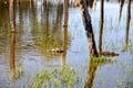 Yacare caiman, Pantanal, Mato Grosso do Sul(Brazil) Royalty Free Stock Photo