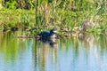 Yacare caiman Royalty Free Stock Photo