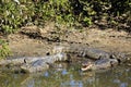 Yacare Caimans Royalty Free Stock Photo