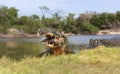Yacare caimans eating piranha on the river bank