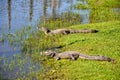 Yacare caimans, Pantanal, Mato Grosso (Brazil) Royalty Free Stock Photo