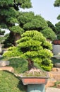 Yacca tree bonsai in pot