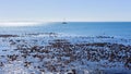 Yacht Sailing Ocean Horizon Silhouetted Shoreline Kelp Royalty Free Stock Photo