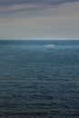 Yacht sailing towards sunset in blue background, Royalty Free Stock Photo