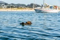 Yachting in Morro Bay harbor. Meeting with sea otter. Morro Bay, California Coastline Royalty Free Stock Photo