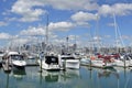 Yachtes mooring in Westhaven Marina against Auckland skyline Royalty Free Stock Photo