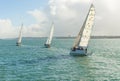 Yachts racing in auckland harbour