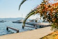 Yachts in tivat bay. palms leaves on front