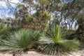 Yacka or black boy plants, endemic plants, South Australia Royalty Free Stock Photo