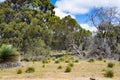 Yacka or blackboy plants, endemic plants, South Australia Royalty Free Stock Photo
