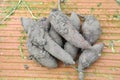Yacon harvest in a garden Royalty Free Stock Photo