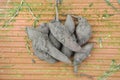 Yacon harvest in a garden Royalty Free Stock Photo