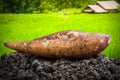 Yacon root Royalty Free Stock Photo