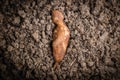 Yacon root Royalty Free Stock Photo