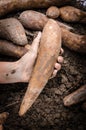 Yacon root Royalty Free Stock Photo