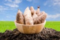 Yacon roots on a bowl Royalty Free Stock Photo