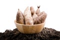 Yacon roots on a bowl Royalty Free Stock Photo