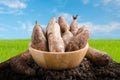 Yacon roots on a bowl Royalty Free Stock Photo