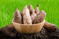 Yacon roots on a bowl Royalty Free Stock Photo