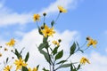 Yacon Smallanthus sonchifolius flowers. Royalty Free Stock Photo