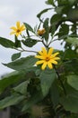 Yacon Smallanthus sonchifolius flowers. Royalty Free Stock Photo