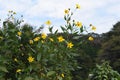 Yacon Smallanthus sonchifolius flowers. Royalty Free Stock Photo