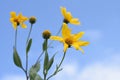 Yacon Smallanthus sonchifolius flowers. Royalty Free Stock Photo