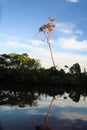 Yacuma river. Bolivian jungle. Royalty Free Stock Photo