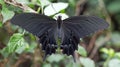 Yaeyama Black butterfly Papilio junia. Generative Ai Royalty Free Stock Photo