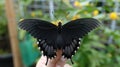 Yaeyama Black butterfly Papilio junia. Generative Ai Royalty Free Stock Photo
