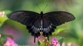 Yaeyama Black butterfly Papilio junia. Generative Ai Royalty Free Stock Photo