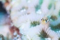 Yaeyama Blenny Royalty Free Stock Photo