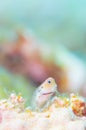 Yaeyama Blenny Royalty Free Stock Photo