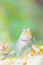 Yaeyama Blenny Royalty Free Stock Photo