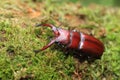 Yaeyama red stag beetle Royalty Free Stock Photo