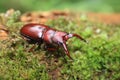 Yaeyama red stag beetle Royalty Free Stock Photo