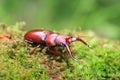 Yaeyama red stag beetle Royalty Free Stock Photo