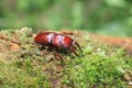 Yaeyama red stag beetle Royalty Free Stock Photo