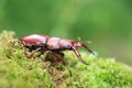 Yaeyama red stag beetle Royalty Free Stock Photo