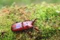 Yaeyama red stag beetle Royalty Free Stock Photo