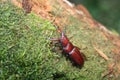 Yaeyama red stag beetle Royalty Free Stock Photo